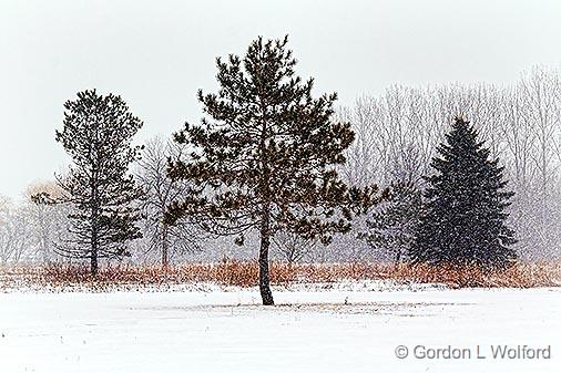 Trees In Snowstorm_34244.jpg - Photographed at Smiths Falls, Ontario, Canada.